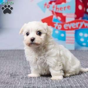 Macy, Havachon Puppy